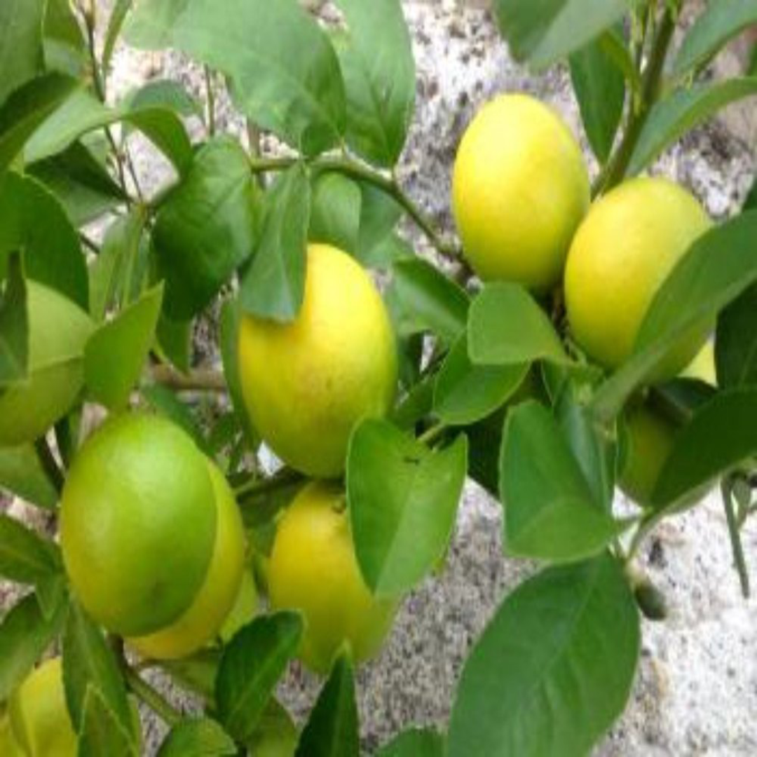 Wholesale 12 Inches Kagzi Lemon Plant Supplier – Dubai